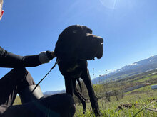 BOBBY, Hund, Mischlingshund in Rumänien - Bild 8