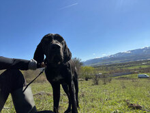 BOBBY, Hund, Mischlingshund in Rumänien - Bild 9