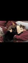 ROBIN, Katze, Europäisch Kurzhaar in Mönchengladbach - Bild 6