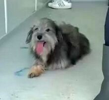BEARD, Hund, Rauhaardackel-Mix in Rumänien - Bild 1