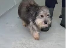 BEARD, Hund, Rauhaardackel-Mix in Rumänien - Bild 2