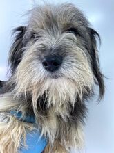 BEARD, Hund, Rauhaardackel-Mix in Rumänien - Bild 3
