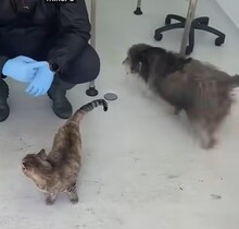 BEARD, Hund, Rauhaardackel-Mix in Rumänien - Bild 4