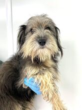 BEARD, Hund, Rauhaardackel-Mix in Rumänien - Bild 5