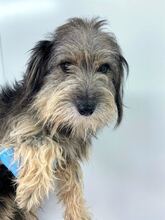 BEARD, Hund, Rauhaardackel-Mix in Rumänien - Bild 6