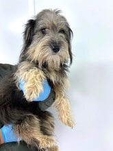 BEARD, Hund, Rauhaardackel-Mix in Rumänien - Bild 7