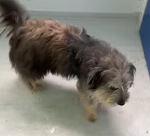 BEARD, Hund, Rauhaardackel-Mix in Rumänien - Bild 8