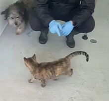 BEARD, Hund, Rauhaardackel-Mix in Rumänien - Bild 9