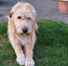 ZSÖMLE, Hund, Mischlingshund in Hamweddel - Bild 1