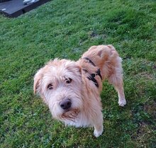 ZSÖMLE, Hund, Mischlingshund in Hamweddel - Bild 2