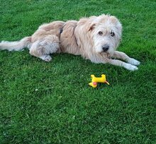 ZSÖMLE, Hund, Mischlingshund in Hamweddel - Bild 4