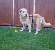 ZSÖMLE, Hund, Mischlingshund in Hamweddel - Bild 5