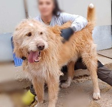 ZSÖMLE, Hund, Mischlingshund in Hamweddel - Bild 6