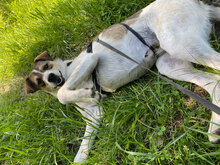 TARA, Hund, Mischlingshund in Rumänien - Bild 11