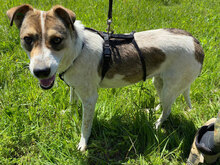 TARA, Hund, Mischlingshund in Rumänien - Bild 12