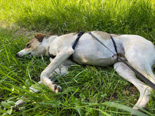 TARA, Hund, Mischlingshund in Rumänien - Bild 13