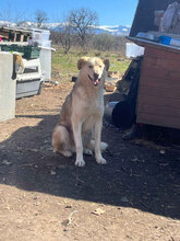 IVAN, Hund, Mischlingshund in Rumänien - Bild 10