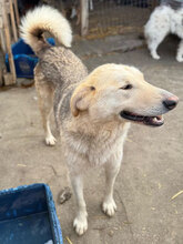 IVAN, Hund, Mischlingshund in Rumänien - Bild 11