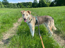 IVAN, Hund, Mischlingshund in Rumänien - Bild 13