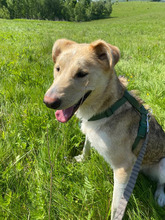 IVAN, Hund, Mischlingshund in Rumänien - Bild 14