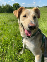 IVAN, Hund, Mischlingshund in Rumänien - Bild 15