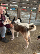 IVAN, Hund, Mischlingshund in Rumänien - Bild 16