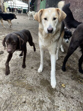IVAN, Hund, Mischlingshund in Rumänien - Bild 17