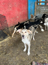 IVAN, Hund, Mischlingshund in Rumänien - Bild 18
