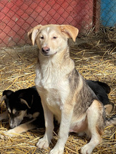 IVAN, Hund, Mischlingshund in Rumänien - Bild 19