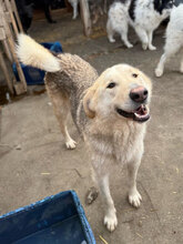 IVAN, Hund, Mischlingshund in Rumänien - Bild 5