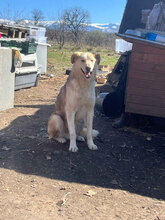 IVAN, Hund, Mischlingshund in Rumänien - Bild 6