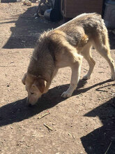 IVAN, Hund, Mischlingshund in Rumänien - Bild 7
