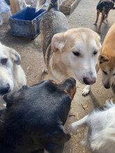 IVAN, Hund, Mischlingshund in Rumänien - Bild 8