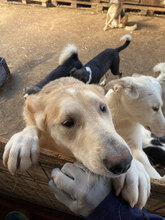 IVAN, Hund, Mischlingshund in Rumänien - Bild 9