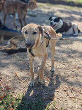 BOSK, Hund, Mischlingshund in Rumänien - Bild 10