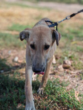 BOSK, Hund, Mischlingshund in Rumänien - Bild 11