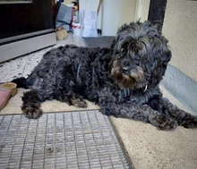 LAJOS, Hund, Mischlingshund in Roßtal - Bild 10