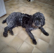 LAJOS, Hund, Mischlingshund in Roßtal - Bild 11