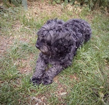 LAJOS, Hund, Mischlingshund in Roßtal - Bild 12