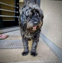LAJOS, Hund, Mischlingshund in Roßtal - Bild 13