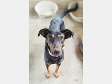 ULLY, Hund, Mischlingshund in Bad Herrenalb