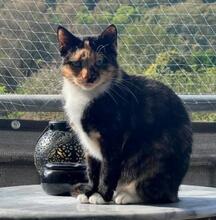 JUICY, Katze, Europäisch Kurzhaar in Villmar - Bild 1