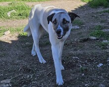 TIMMIE, Hund, Mischlingshund in Griechenland - Bild 1