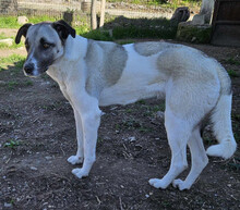 TIMMIE, Hund, Mischlingshund in Griechenland - Bild 2