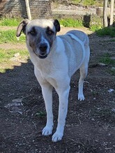 TIMMIE, Hund, Mischlingshund in Griechenland - Bild 3