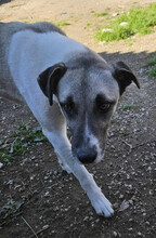 TIMMIE, Hund, Mischlingshund in Griechenland - Bild 4