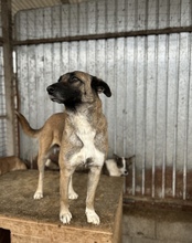 ZAYAH, Hund, Mischlingshund in Rumänien - Bild 2