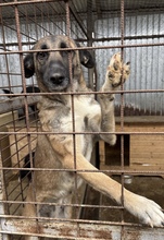 ZAYAH, Hund, Mischlingshund in Rumänien - Bild 3