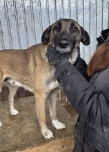 ZAYAH, Hund, Mischlingshund in Rumänien - Bild 4