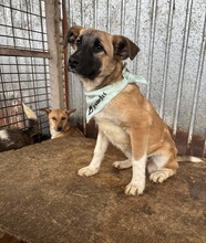 MALAIKA, Hund, Mischlingshund in Rumänien - Bild 1